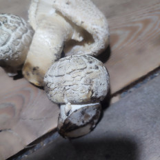 Гриб из Бузулук