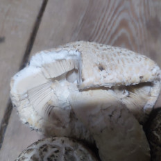 Гриб из Бузулук