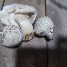 Гриб из Бузулук