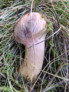 Chroogomphus rutilus - Мокруха пурпуровая