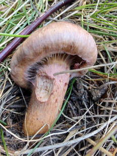 Chroogomphus rutilus - Мокруха пурпуровая