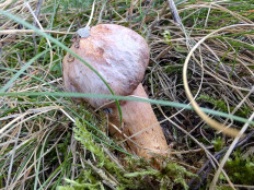 Chroogomphus rutilus - Мокруха пурпуровая