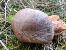 Chroogomphus rutilus - Мокруха пурпуровая