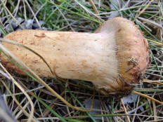 Chroogomphus rutilus - Мокруха пурпуровая