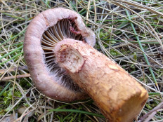 Chroogomphus rutilus - Мокруха пурпуровая