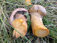 Chroogomphus rutilus - Мокруха пурпуровая