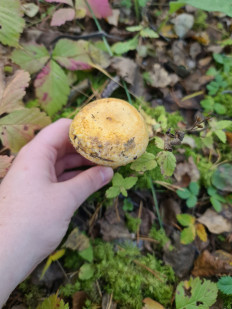 Груздь синеющий