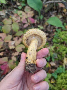 Груздь синеющий