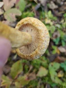 Груздь синеющий