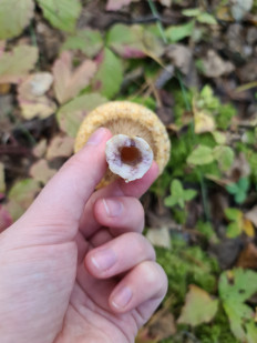 Груздь синеющий