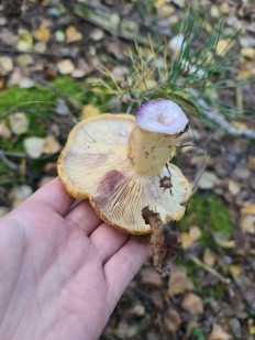 Груздь синеющий