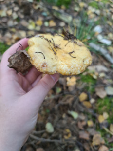 Груздь синеющий