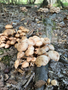 Гриб из Стамбул