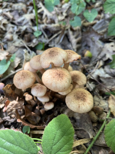 Гриб из Стамбул