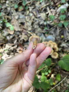 Гриб из Стамбул