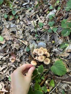 Гриб из Стамбул