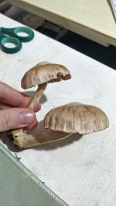 Гриб из Бобруйск