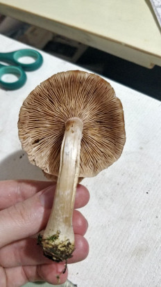 Гриб из Бобруйск