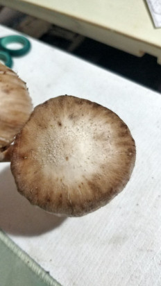 Гриб из Бобруйск