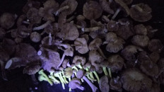 Гриб из Бобруйск