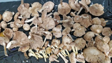 Гриб из Бобруйск