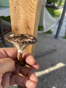 Гриб из Лобня