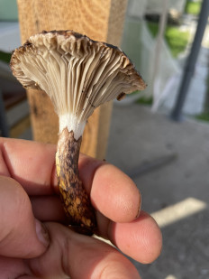 Гриб из Лобня