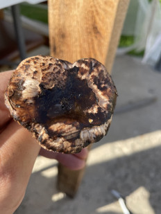 Гриб из Лобня