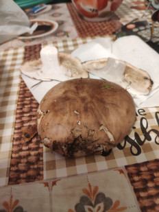 Гриб из Гусь-Хрустальный