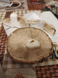 Гриб из Гусь-Хрустальный