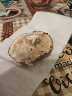 Гриб из Гусь-Хрустальный