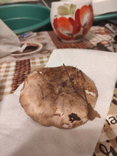 Гриб из Гусь-Хрустальный