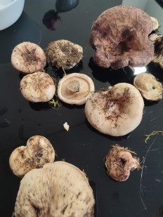 Гриб из Порту