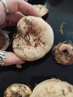 Гриб из Порту