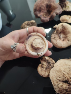 Гриб из Порту