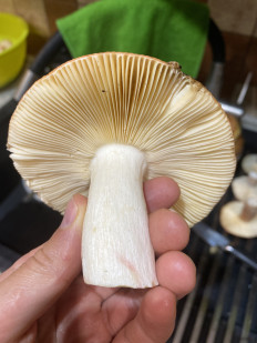 Гриб из Челябинск