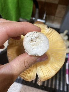 Гриб из Челябинск