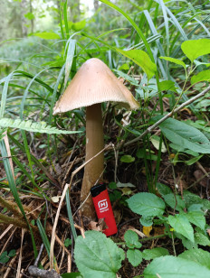 Гриб из Москва