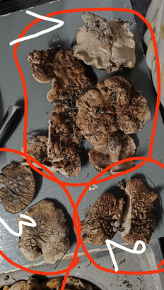 Гриб из Губкинский