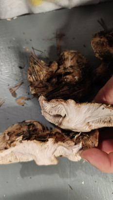 Гриб из Губкинский