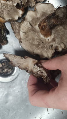 Гриб из Губкинский