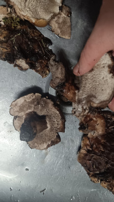 Гриб из Губкинский