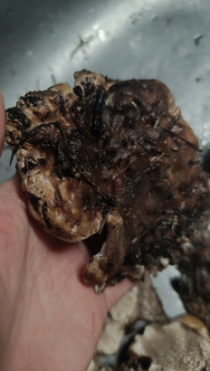 Гриб из Губкинский