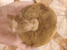 Гриб из Касимов