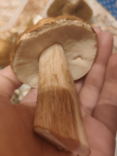 Гриб из Касимов