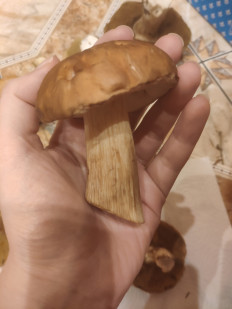 Гриб из Касимов