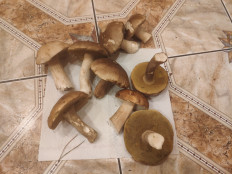 Гриб из Касимов