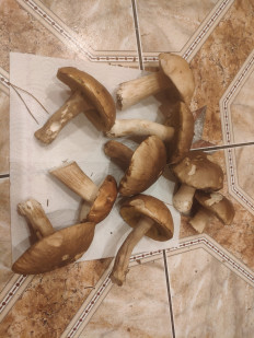 Гриб из Касимов