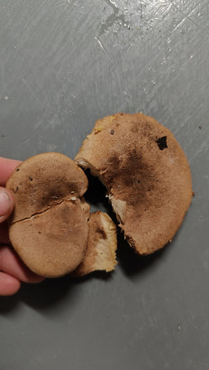 Гриб из Губкинский