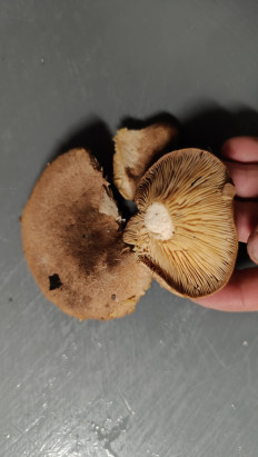 Гриб из Губкинский